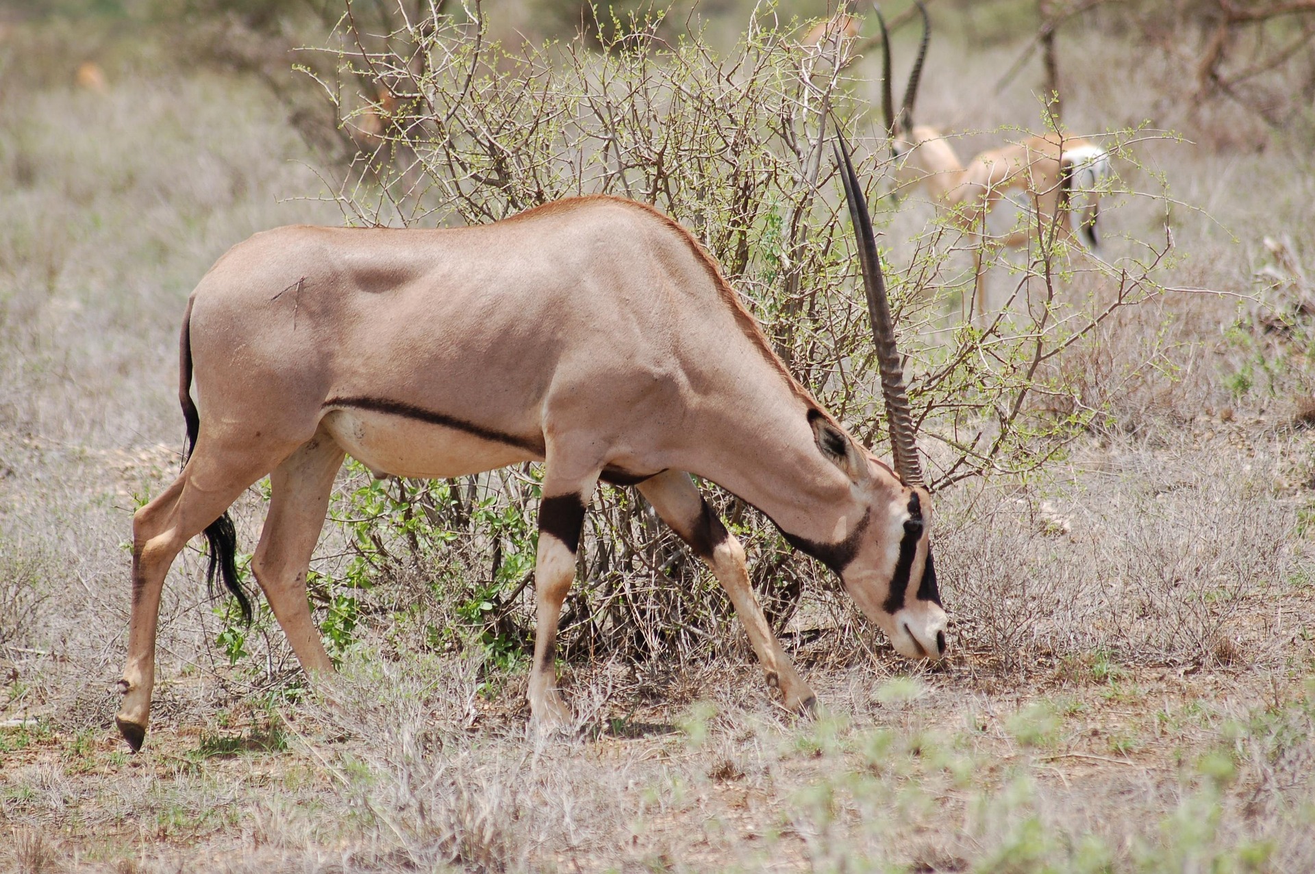 Samburu National Reserve safari
