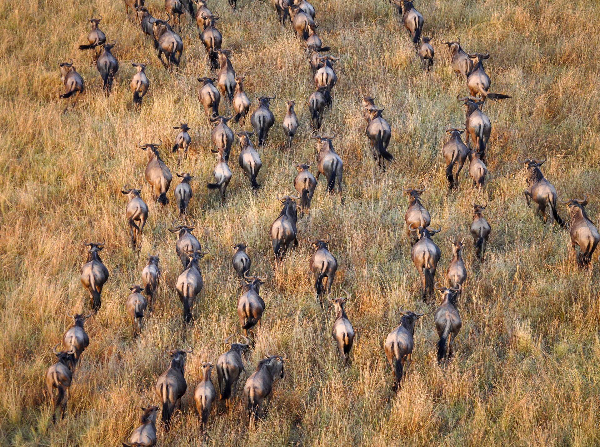 Kenya original safari guide