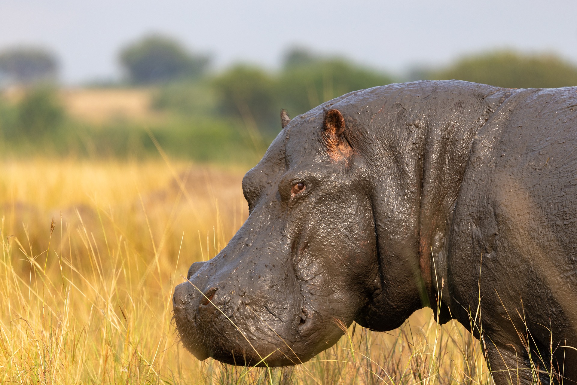 Tanzania safari travel guide