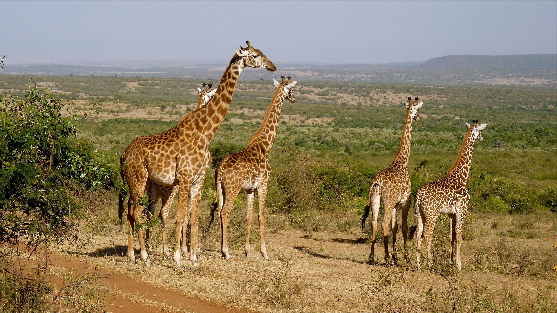 Giraffes 