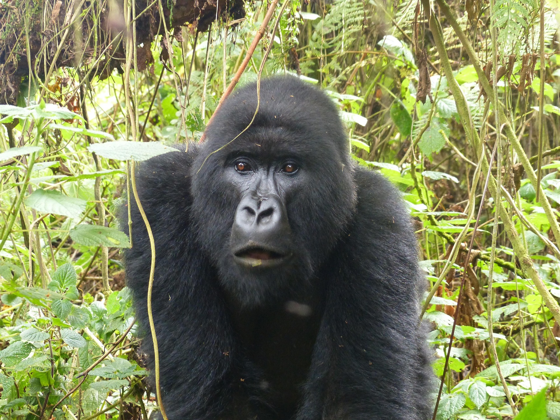 Double Gorilla Trekking Safari