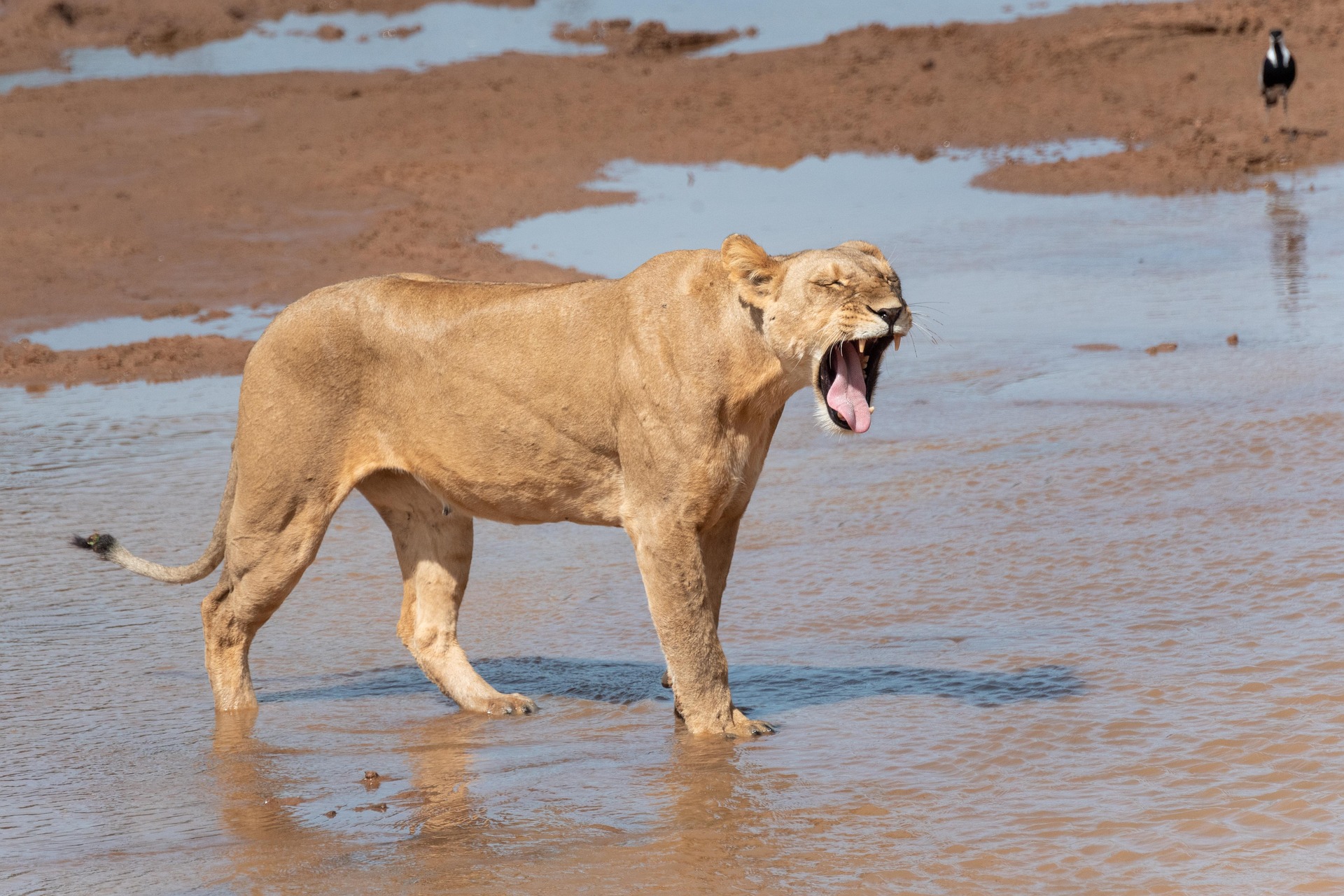 Samburu National Reserve safari