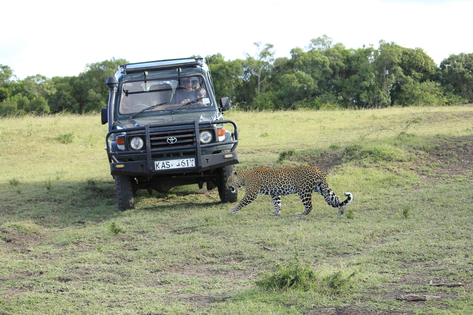 A leopard on a safari