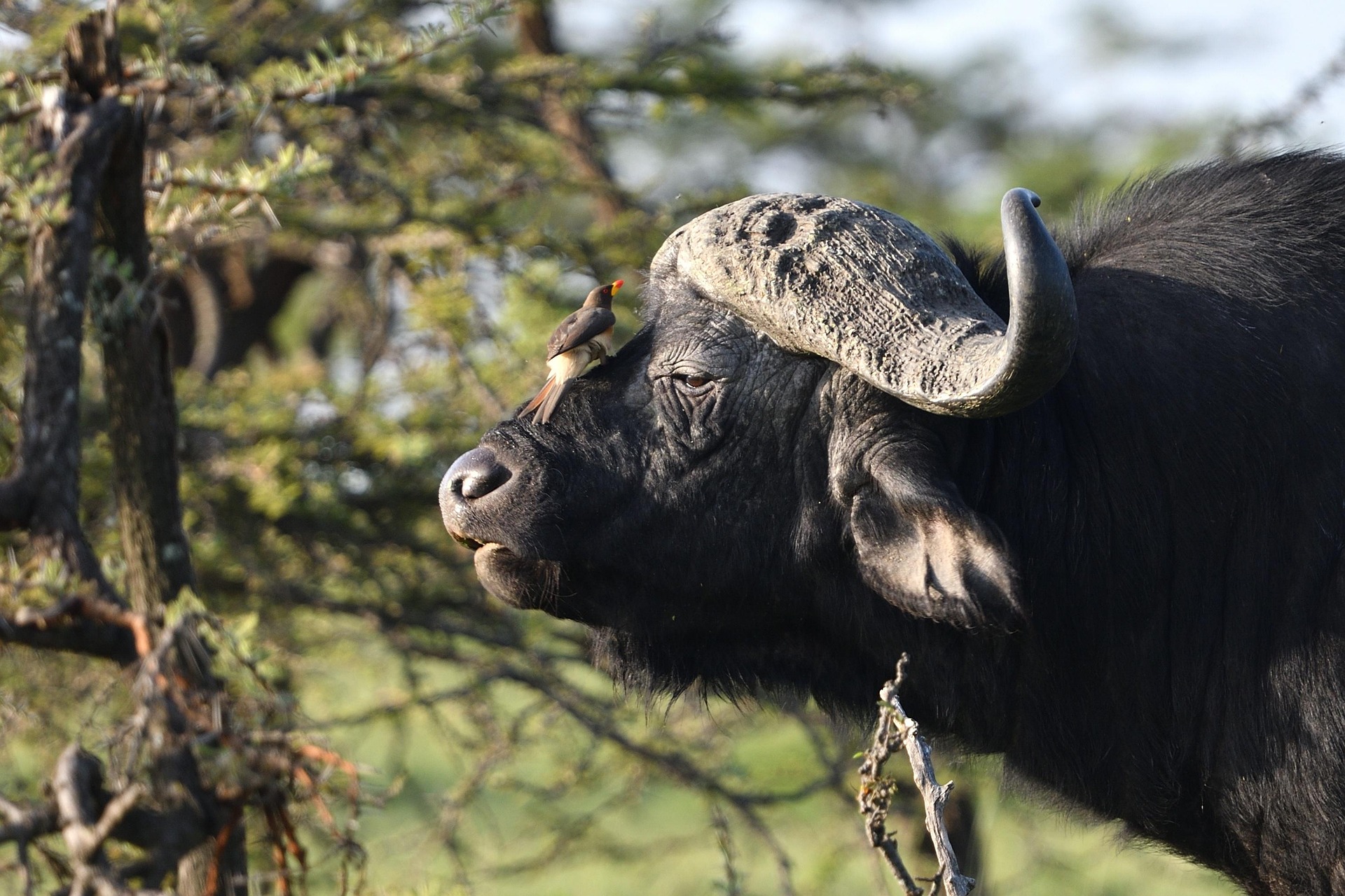 Cape Buffalo 