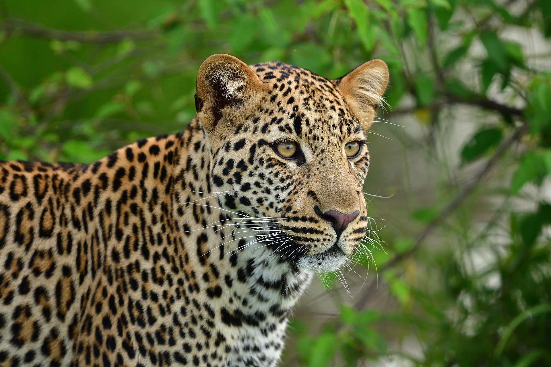 Leopard in Queen Elizabeth National Park