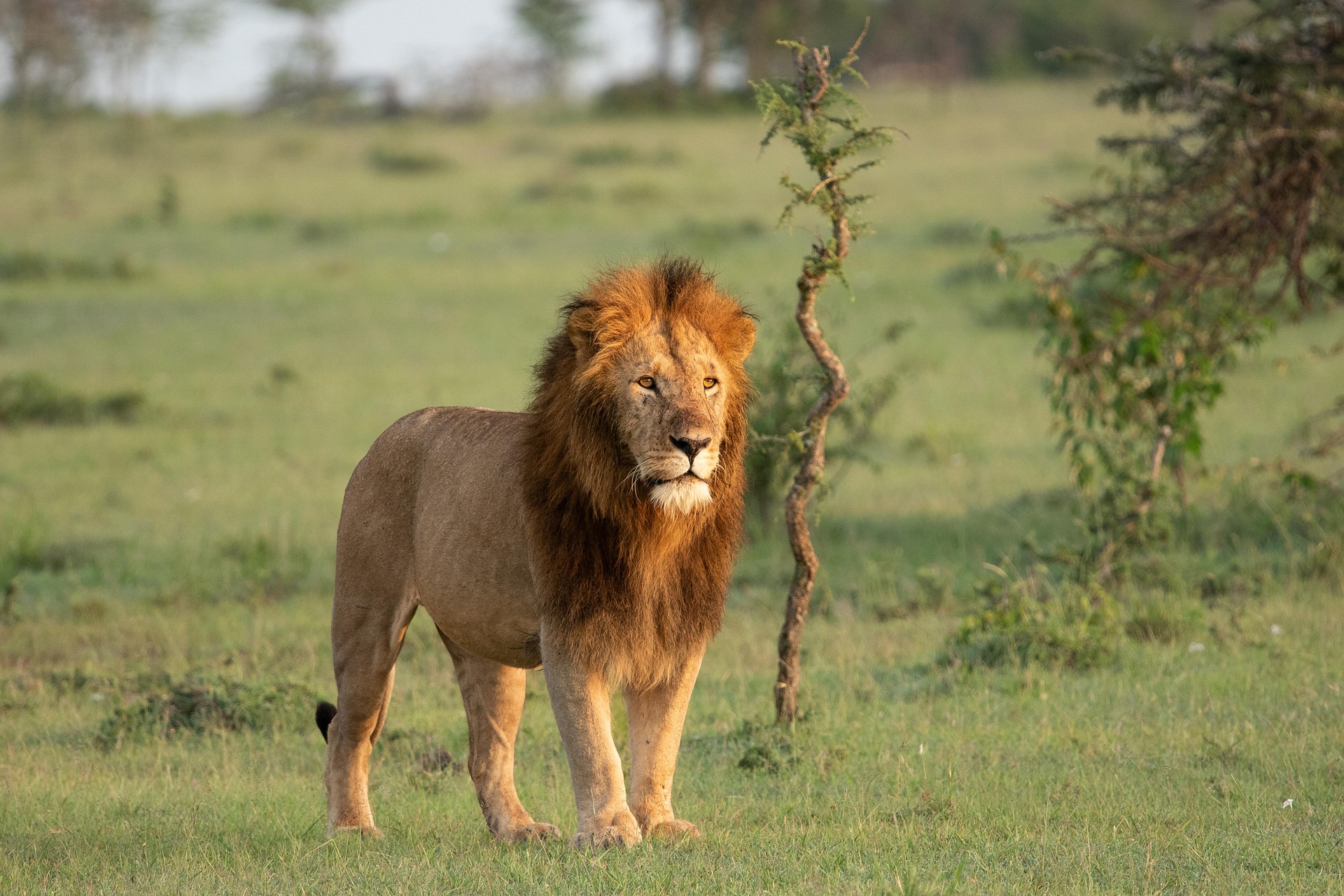 Kenya Tanzania Plains Coast