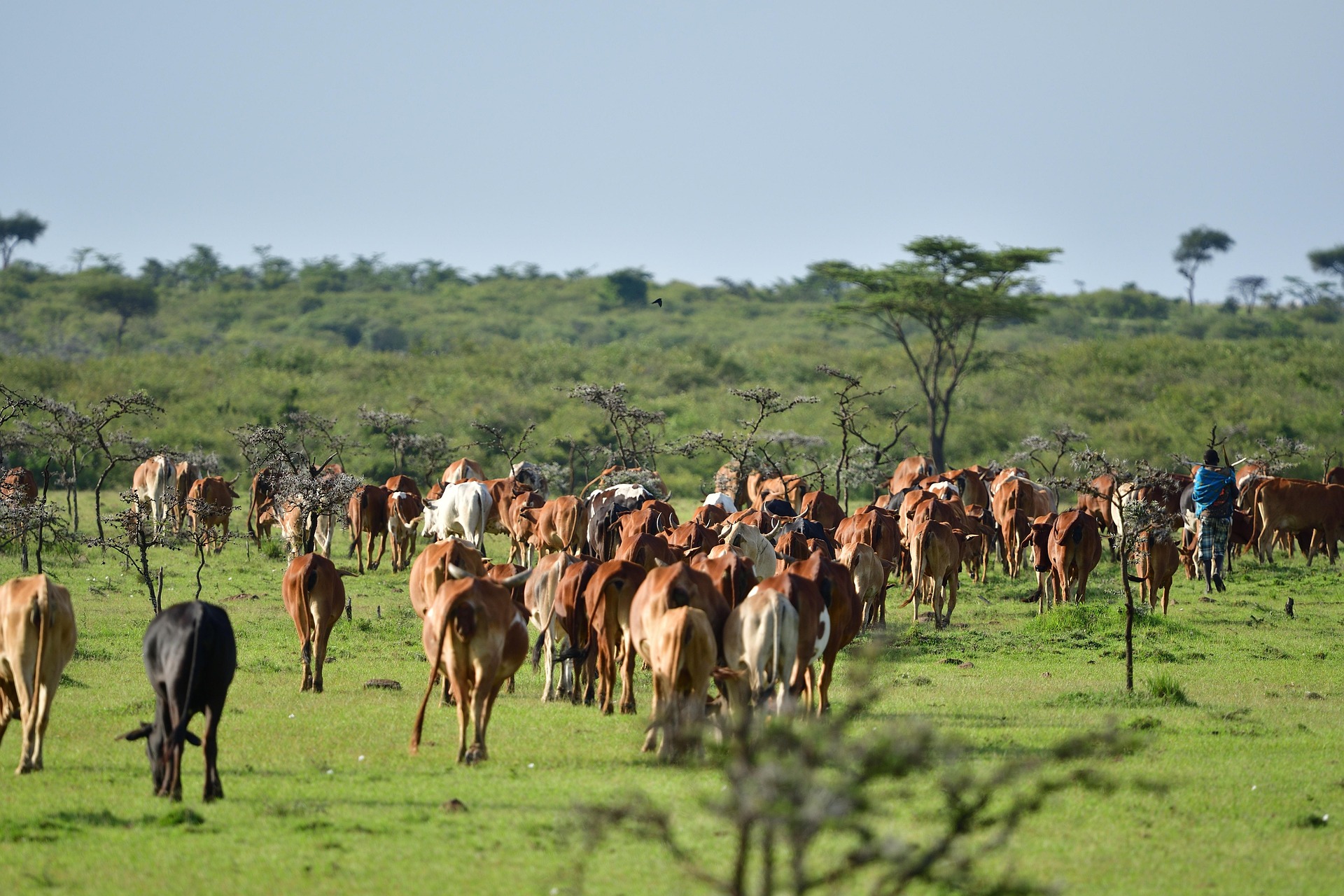 Cattle rearing